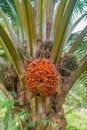 Ripe oil palm. elaeis guineensis on its tree, the green fruitlets are juvenile fruits