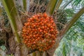 Ripe oil palm, elaeis guineensis on its tree, waiting to be harvested