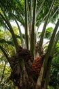 Ripe palm oil in tropical garden