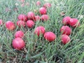 Ripe palm fruits fall among the green grass