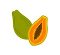 Ripe papaya cross section, half and whole exotic delicious fruit with black seeds. Flat vector cartoon illustration