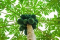 Ripe papaya fruit on the tree