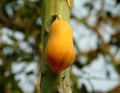 Ripe papaya fruit on the tree