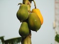 Ripe papaya fruit on the tree