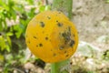 Ripe Papaya With Fungal Infection