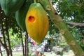 Ripe papaya on the tree. Close up Traces of insect eat