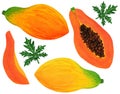 Ripe papaya watercolor set isolated on white background