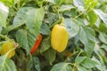 Ripe paprika growing on the bush Royalty Free Stock Photo