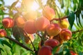 Ripe peach close-up with peach orchard in the background. Royalty Free Stock Photo