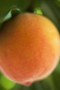 Ripe peach close up.