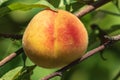 Ripe peach fruit hangs on a branch of a peach tree with leaves in the garden. Harvesting peaches. Royalty Free Stock Photo