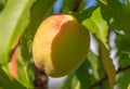 Ripe peach fruit on tree branches Royalty Free Stock Photo