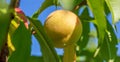 Ripe peach fruit on tree branches Royalty Free Stock Photo