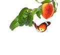 Ripe peach fruit on the tree and butterfly Royalty Free Stock Photo