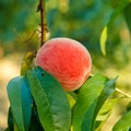 Ripe peach fruit on tree Royalty Free Stock Photo