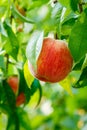 Ripe peach fruit on tree Royalty Free Stock Photo