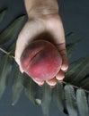 Ripe peach in the girls hand on a dark green background