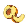 Ripe peach half and slice vector Royalty Free Stock Photo