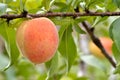 Ripe peach hanging on branch