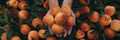 Ripe peach held in hand, selecting fruit with blurred peaches in background for text space