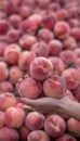 Ripe peach held in hand, selecting peaches on blurred background with copy space