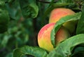 Ripe peach Royalty Free Stock Photo