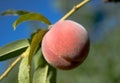 A ripe peach on the tree Royalty Free Stock Photo