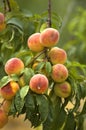 Ripe peaches Royalty Free Stock Photo