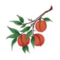 Ripe peaches, apricots on a branch with leaves isolated on a white background. Fragrant summer orange fruits. Realistic watercolor