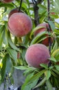 Ripe peaches on the branch of a tree ready to be harvested Royalty Free Stock Photo