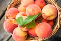 Ripe peaches