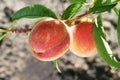 Ripe peaches among green leaves on the tree. Royalty Free Stock Photo