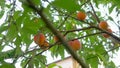 Ripe peaches hang on a branch on a peach tree. Fruit farm. background with ripe fruits and green leaves Royalty Free Stock Photo