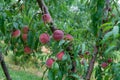 Ripe peaches hanging on a branch on peach tree Royalty Free Stock Photo