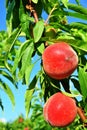 Ripe peaches hanging from a branch Royalty Free Stock Photo