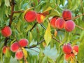 Ripe peaches hanging from a tree