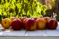 Ripe peaches with leaves on the old wooden table against the background of green leaves in the garden.