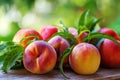 Ripe peaches and leaves Royalty Free Stock Photo
