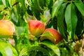 Ripe peaches in the orchard
