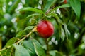 Ripe peaches in the orchard