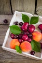 Ripe peaches, plums and cherries in a white tray Royalty Free Stock Photo