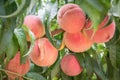 Ripe Peaches ready for picking
