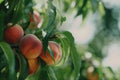 ripe peaches on tree branches close-up