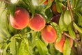 Ripe peaches on a tree, four fruits in a row, in the foreground