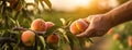 Ripe Peaches on Tree. Male hand picking peach on tree Royalty Free Stock Photo