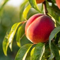 Ripe peaches on the tree in the orchard, selective focus Royalty Free Stock Photo