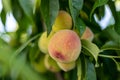 Ripe peaches on the tree with selective focus with blurred background Royalty Free Stock Photo