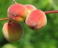 Ripe peaches on a twig without leaves. Royalty Free Stock Photo