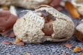 group of roasted peanuts in the shell without salt