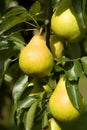 Ripe pear detail Royalty Free Stock Photo